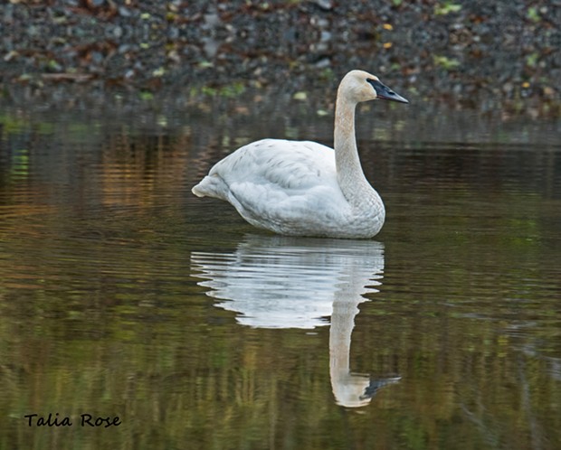 The swan at Benbow. - TALIA ROSE