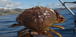 Another crab season, another delay. - C. JUHASZ/CDFW WEBSITE
