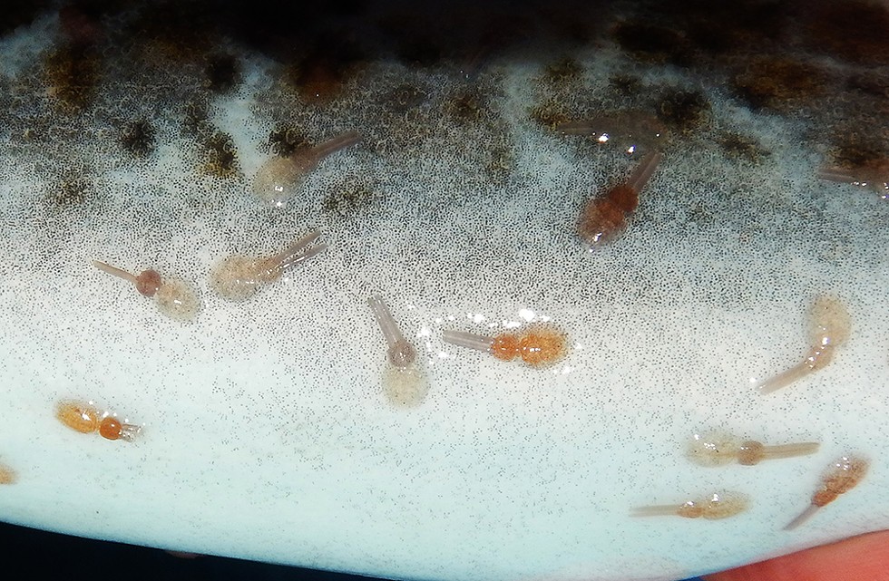 Parasitic copepods on lingcod belly. - PHOTO BY MIKE KELLY.
