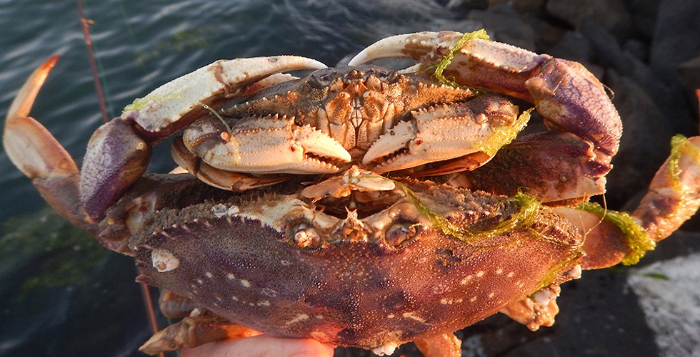Dungeness crabs plotting to mate. - PHOTO BY MIKE KELLY.