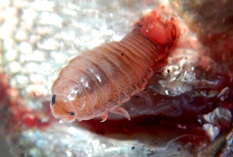 Parasitic isopod on surfperch. - PHOTO BY MIKE KELLY.