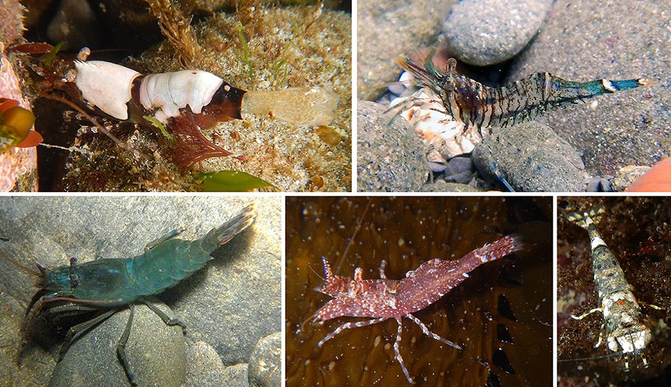 Various shrimp. - PHOTO BY MIKE KELLY.