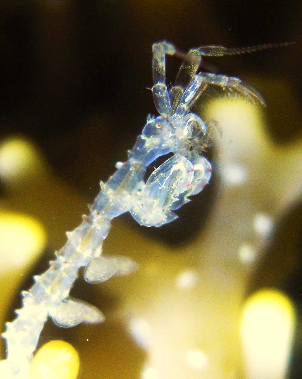 Skeleton shrimp caprelid. - PHOTO BY MIKE KELLY.