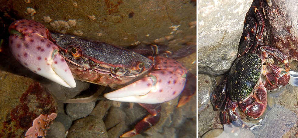 Two different shore crabs: the purple shore crab (purple spots) and the lined shore crab. - PHOTO BY MIKE KELLY.