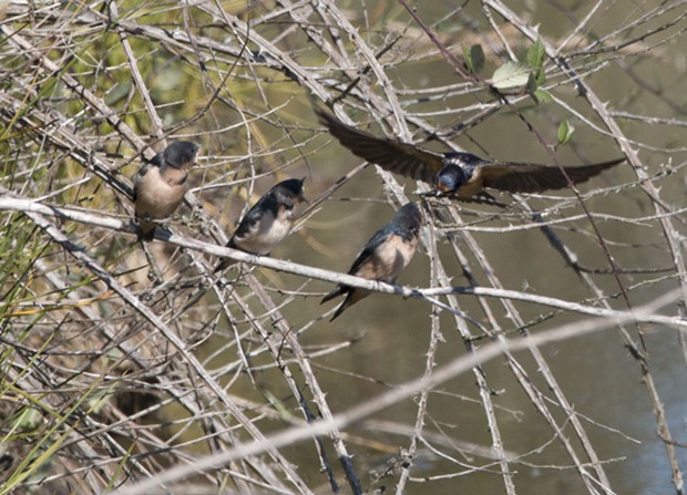 Swallow parent feeding regurgitated bugs to its young. - PHOTO BY ANTHONY WESTKAMPER