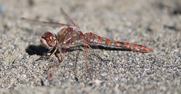 Variegated meadowhawk taken Christmas Eve a year ago. - PHOTO BY ANTHONY WESTKAMPER