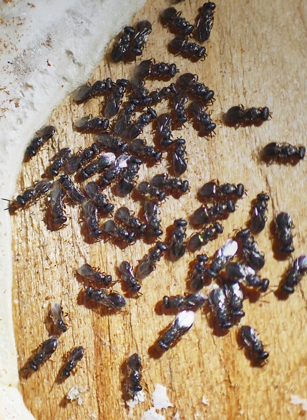 Many tiny Perilampid wasps hid out under some old trim boards. - PHOTO BY ANTHONY WESTKAMPER
