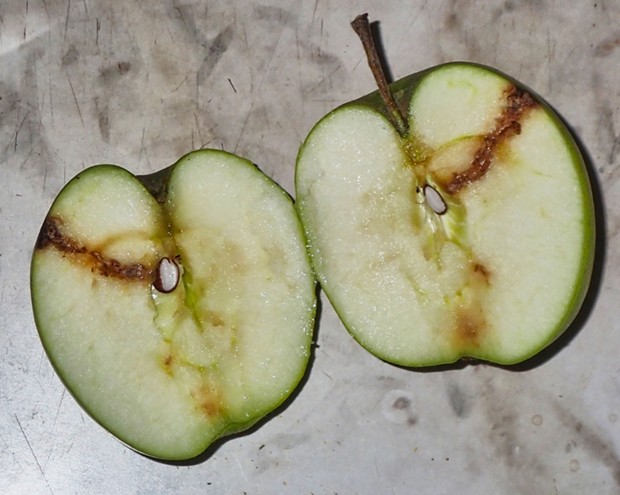 Apple damage from insects competing with me for the fruit of my trees. - PHOTO BY ANTHONY WESTKAMPER