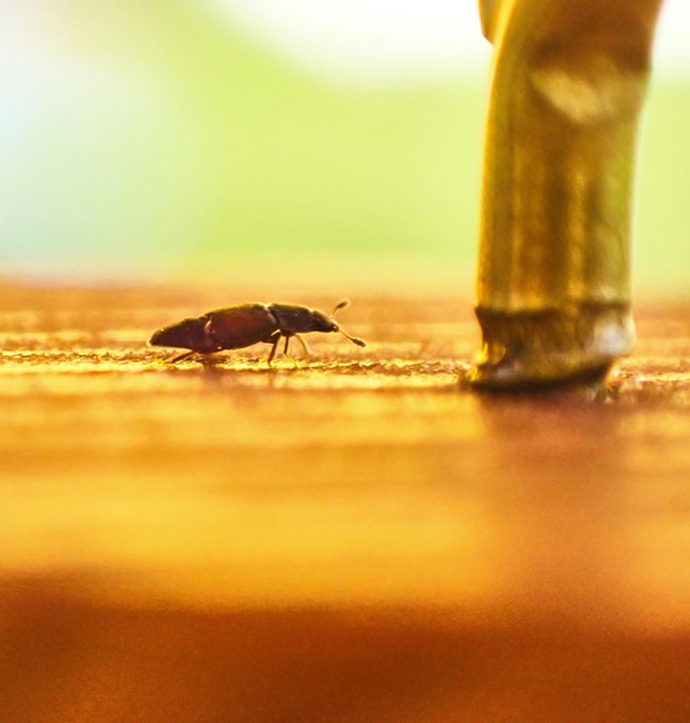 Tiny sap beetle next to threads on a tiny picture frame eye screw holding up the dowel for lacquering. - PHOTO BY ANTHONY WESTKAMPER