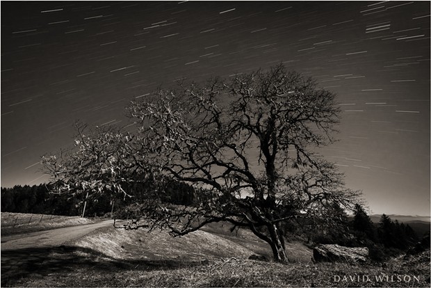 A moonlit oak tree watches the passage of the stars on their nightly journey across the sky near a country road in Humboldt County, California. March 2019. - DAVID WILSON