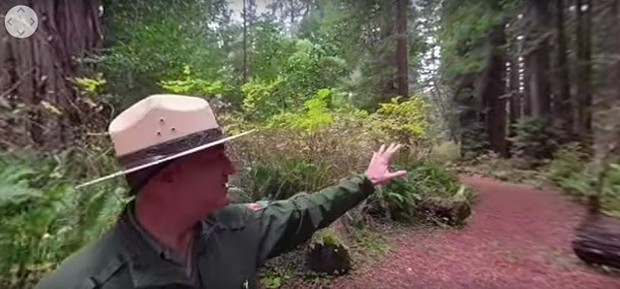 Still from a virtual old growth tour. - YOUTUBE
