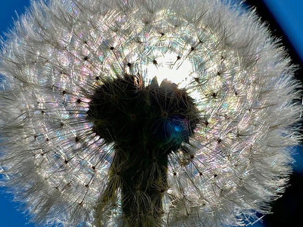 A dandelion up close. - ROWDY KELLEY/HUMBOLDT GEOGRAPHIC