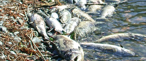 Fish lie dead on the banks of the Klamath River in 2002, when low river flows created deadly conditions that killed tens of thousands of salmon. - MICHAEL BELCHIK
