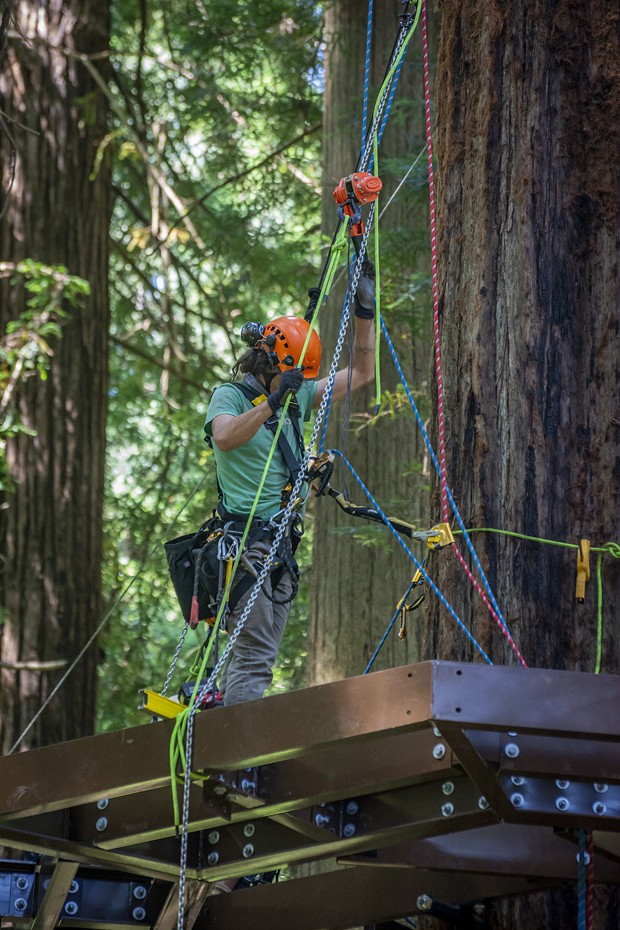 The Synergo aerial construction workers are skilled at protecting their own safety with climbing gear as well as installing the aluminum beams that form the base of the Redwood Sky Walk platforms high up in the redwood trees. - PHOTO BY MARK LARSON