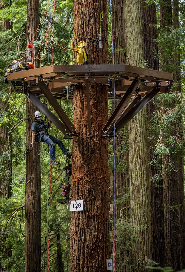 A Synergo aerial construction worker rappelled down from the Redwood Sky Walk platform that he and a co-worker were installing. - PHOTO BY MARK LARSON