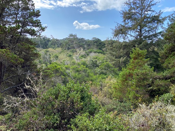 The Dog Ranch's ecologically significant coastal forest. - SUBMITTED