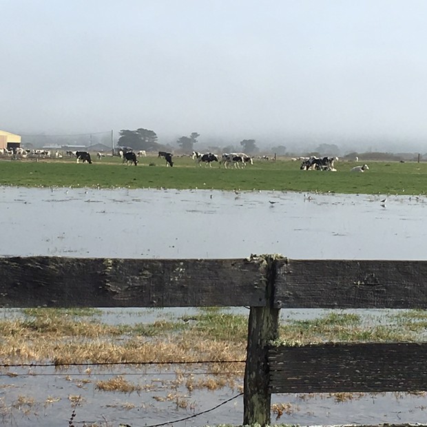 King tide flooding on Jackson Ranch Road in Arcata on Monday afternoon. - KIMBERLY WEAR