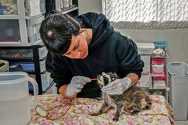Wildlife rehabilitator Stephanie Owens feeds an orphaned female Northern Raccoon at the Humboldt Wildlife Care Center in Bayside. - PHOTO BY MATTHEW FILAR
