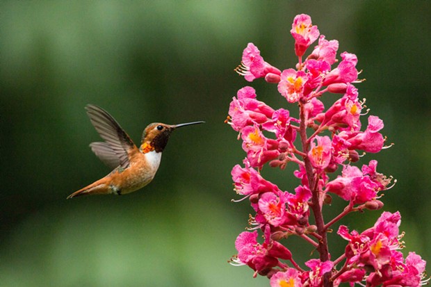Rufous hummingbird (Selasphorus rufus) known to supplement their diet with flying insects and line their nests with spider silk. - FILE PHOTO BY ANTHONY WESTKAMPER