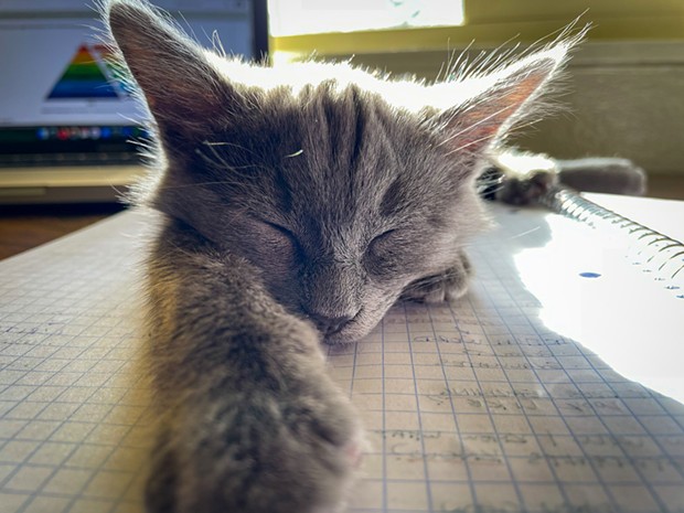 Cats Winner "Napping on my Notes" "Speedy loves napping on me but when I'm busy with school, he just plops down wherever." - BY GOWN VANG