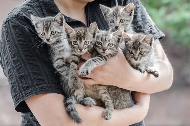 A proposed animal ordinance in Eureka would require cat owners with more than four to get a fancier's license while dog owners would need to do the same with four or more dogs and reptile owners with more than 10. - SHUTTERSTOCK