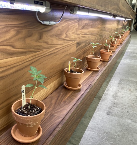 A line of clones grown under Papa & Barkley Social's front counter. - JESSICA ASHLEY SILVA