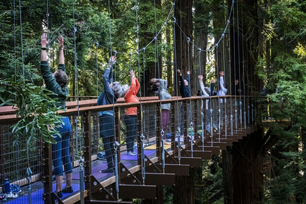 Three yoga instructors from the Pali Yoga Studio interspersed themselves among participants on the suspended walkways and tree platforms of the Redwood Sky Walk. - PHOTO BY MARK LARSON
