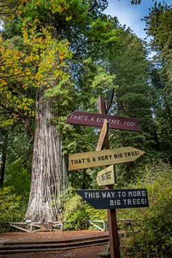 The signage at the Big Tree suggests there are many other "big trees" to look at in the park. - PHOTO BY MARK LARSON