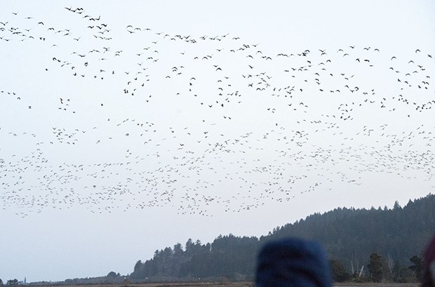 Migrating geese take to the sky early in the morning from the Humboldt Bay National Wildlife Refuge in March of 2020. - MARK MCKENNA