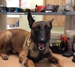 Humboldt County Sheriff's Office's unnamed K9 deputy. - HCSO FACEBOOK