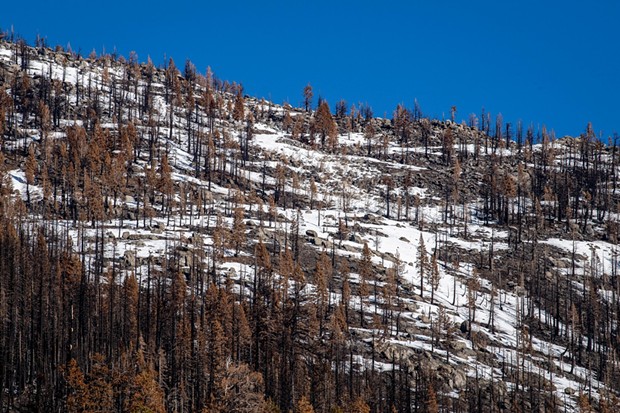 A Feb. 1 view of a mostly snowless mountain peak scarred by last summer's Caldor Fire, near the site of the California Department of Water Resources snow surveys at Phillips Station in the Sierra Nevada. - KELLY M. GROW/CALIFORNIA DEPARTMENT OF WATER RESOURCES