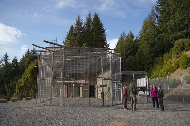 The release enclosure where the four young condors and the mentor condor will stay for a few weeks. - YUROK TRIBE FACEBOOK PAGE