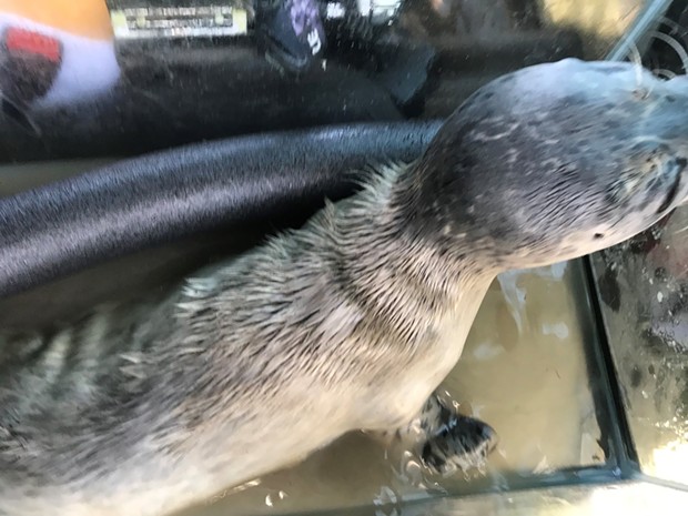 "Kevin" the seal is being rehabilitated at the North Coast Marine Mammal Center. - EUREKA POLICE DEPARTMENT