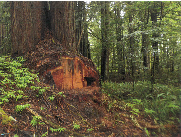The latest damage done by burl thieves. - CALIFORNIA STATE PARKS