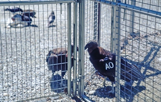 One of the condors interacts with A0 through the enclosure before her release. - PHOTO COURTESY OF MATT MAIS/YUROK TRIBE