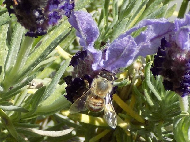 A bee on a lavender plant. - KIMBERLY WEAR