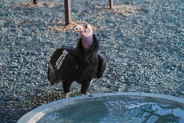Mentor bird No. 746 has the job of teaching the young condors important life skills to help them thrive in the wild. - PHOTO COURTESY OF MATT MAIS/YUROK TRIBE
