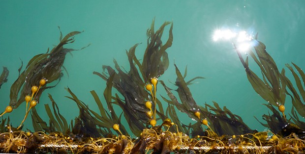 Bull kelp being farmed in Humboldt Bay. - PHOTO BY KALANI ORTIZ