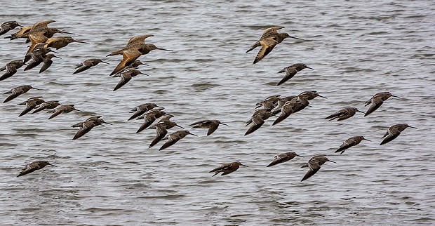 Godwits take flight at the Arcata Marsh & Wildlife Sanctuary - PHOTO BY MARK LARSON