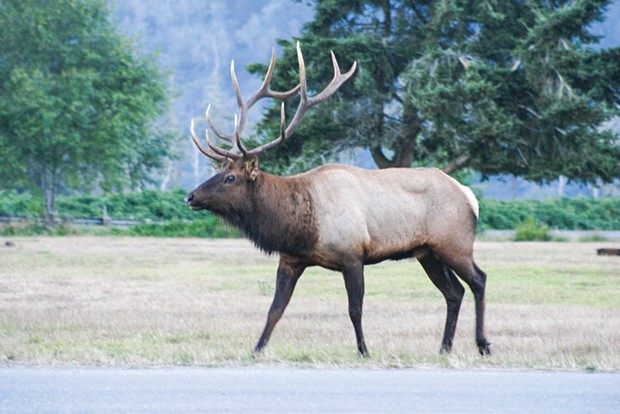 A bull elk walks along the side of U.S. Highway 101. - PHOTO BY MICAELA SZYKMAN GUNTHER