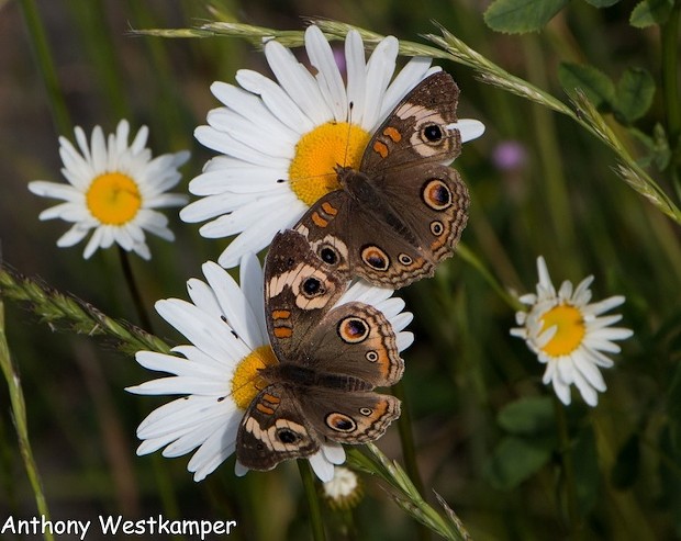 The Buckeye butterfly's eye-like wing spots may serve to intimidate predators. - ANTHONY WESTKAMPER