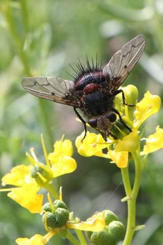 A tachnid fly on a flower: still fugly. - ANTHONY WESTKAMPER