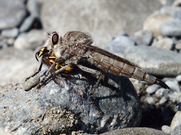 A robber fly makes bug soup out of a yellow jacket. - ANTHONY WESTKAMPER