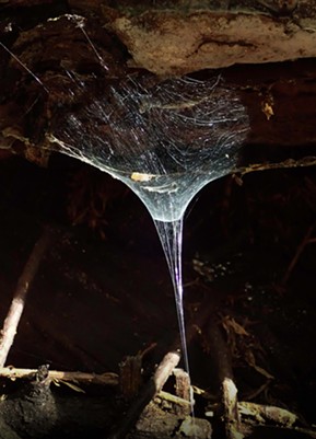Relax, this Calymmaria structure is no deadly Aussie funnel web.