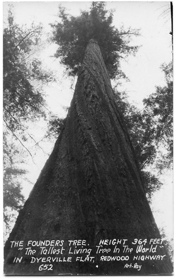 The giant Founder's Tree became a symbol of something much larger during World War II. - HUMBOLDT HISTORICAL SOCIETY