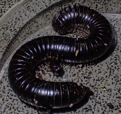 This millipede measures 10 centimeters. - ANTHONY WESTKAMPER