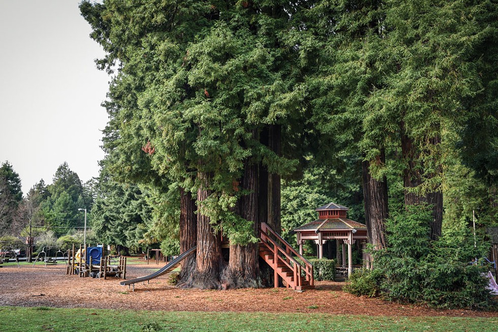 Sequoia Park - DREW HYLAND