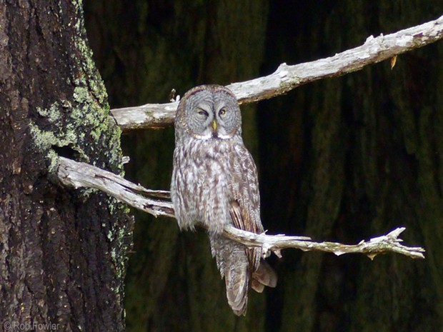 The Great Gray Owl. - ROB FOWLER