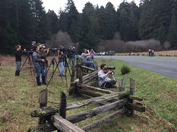 A crowd gathers to watch the Great Gray Owl on Thursday morning. - ROB FOWLER