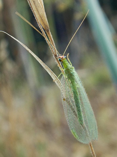 The aphid-hunting green lacewing. - ANTHONY WESTKAMPER